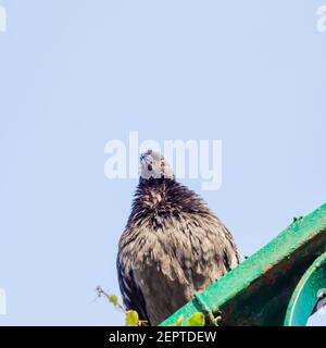 Eine graue gekräuselte Taube sitzt auf einem grünen Holzgeländer mit abblätternder Farbe an einem blauen Himmel. Ansicht von unten Stockfoto