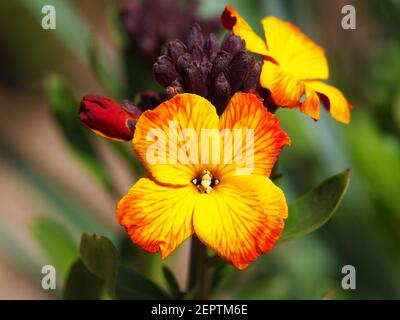 Gelbe rote Blume der Wallflower, Erysimum cheiri Stockfoto