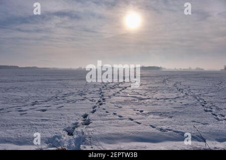 Winterlandschaft mit Tierpfad im Schnee gegen ferne Waldskilhouette, Region Podlasie, Polen, Europa Stockfoto