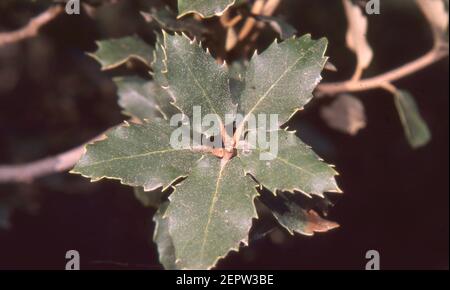 Quercus ilex Nahaufnahme (gescannt von Farblider) Stockfoto