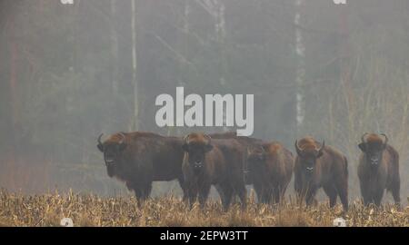 Europäische Bison-Herde in schneelosen nebligen Tag gegen Bäume am Abend, Region Podlasie, Polen, Europa Stockfoto