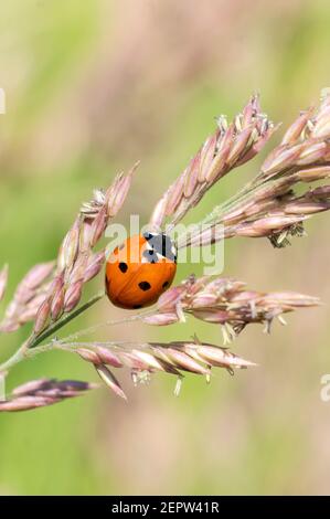 Marienkäfer, (coccinella septempunctata) ein Rotkäferinsekt mit sieben Flecken, die im Sommer auf einem Grassamen-Pflanzenstamm ruhen und allgemein als Marienkäfer bekannt sind Stockfoto