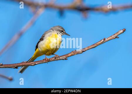 Grauer Wagtail (Motacilla cinerea) Thront auf einem Zweig, der eine gemeinsame Insektenfressende ist Vogel mit einem gelben unter dem Bauch und in der Regel durch gefunden Ein Stream oder Stockfoto