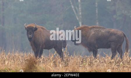 Europäische Bison-Herde in schneelosen nebligen Tag gegen Bäume am Abend, Region Podlasie, Polen, Europa Stockfoto