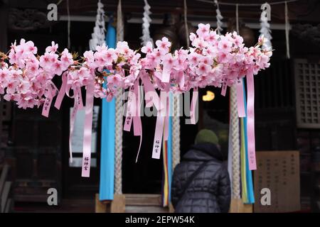 Kawazu zakura blüht am 26. Februar 2021 vor dem Hauptgebetssaal des Sakura-Jingu-Schreins in Tokio. Stockfoto