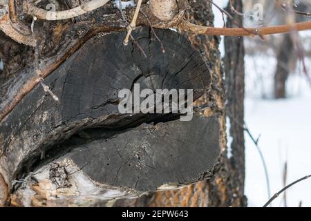 Spaltstumpf eines alten Baumes im Wald in der Nähe Oben im Winter Stockfoto