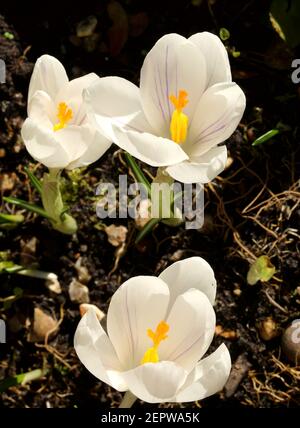 Ein Bild Des Weißen Krokus Im Frühlingssunschein Stockfoto