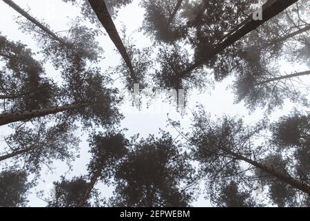 Blick auf Bäume in einem nebligen Wald Stockfoto