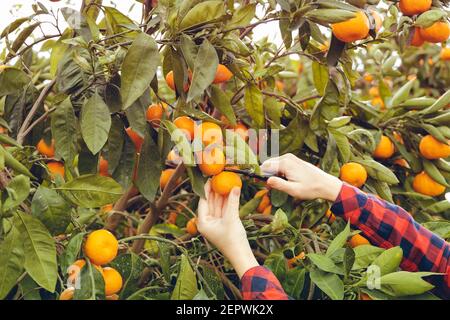 Farmerin Frau Ernte Mandarinen in einem Mandarinenbaumfeld Stockfoto