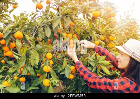 Farmerin Frau Ernte Mandarinen in einem Mandarinenbaumfeld Stockfoto