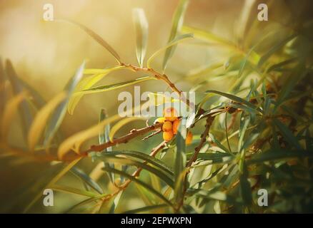 Reife orange köstliche Sanddornbeeren reifen auf dünnen Zweigen mit grünen Blättern, beleuchtet durch Sonnenlicht. Frühherbst. Ernte von Beeren. Stockfoto