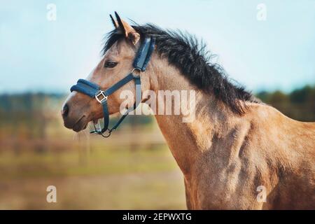 Ein schönes Pferd mit einer dunklen Mähne und einem blauen Halfter an der Mündung steht an einem sonnigen, klaren Sommertag inmitten eines großen Feldes auf einem Bauernhof. Leben Stockfoto