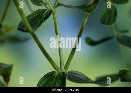 Johanniskraut, Ständer 2-kantig, Tüpfel-Johanniskraut, echtes Johanniskraut, Durchlöchertes Johanniskraut, Tüpfeljohanniskraut, Tüpfel-Hartheus, Harthare Stockfoto