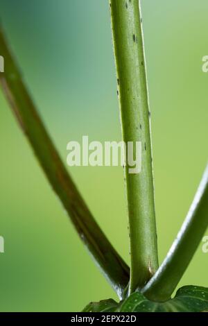 Johanniskraut, Ständer 2-kantig, Tüpfel-Johanniskraut, echtes Johanniskraut, Durchlöchertes Johanniskraut, Tüpfeljohanniskraut, Tüpfel-Hartheus, Harthare Stockfoto