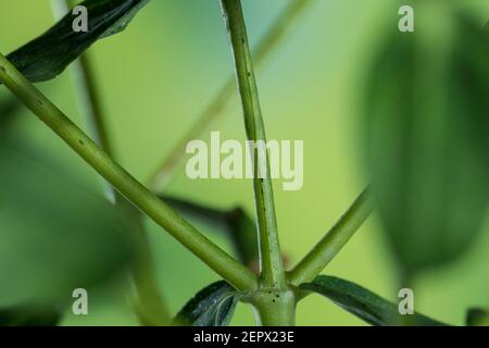 Johanniskraut, Ständer 2-kantig, Tüpfel-Johanniskraut, echtes Johanniskraut, Durchlöchertes Johanniskraut, Tüpfeljohanniskraut, Tüpfel-Hartheus, Harthare Stockfoto