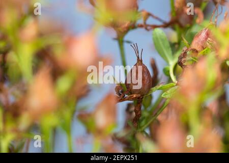 Johanniskraut, Frucht, Früchte, Tüpfel-Johanniskraut, Echtes Johanniskraut, Durchlöchertes Johanniskraut, Tüpfeljohanniskraut, Tüpfel-Harteu, Harteu Stockfoto