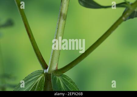 Johanniskraut, Ständer 2-kantig, Tüpfel-Johanniskraut, echtes Johanniskraut, Durchlöchertes Johanniskraut, Tüpfeljohanniskraut, Tüpfel-Hartheus, Harthare Stockfoto