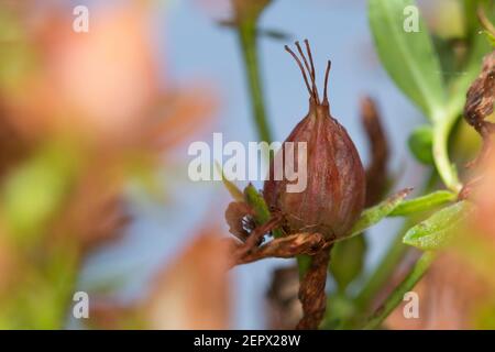 Johanniskraut, Frucht, Früchte, Tüpfel-Johanniskraut, Echtes Johanniskraut, Durchlöchertes Johanniskraut, Tüpfeljohanniskraut, Tüpfel-Harteu, Harteu Stockfoto