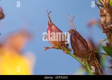 Johanniskraut, Frucht, Früchte, Tüpfel-Johanniskraut, Echtes Johanniskraut, Durchlöchertes Johanniskraut, Tüpfeljohanniskraut, Tüpfel-Harteu, Harteu Stockfoto