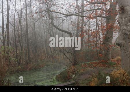Gesicht geformte Buche mit Blick auf einen stillen Teich an einem nebligen Herbstmorgen. Stockfoto
