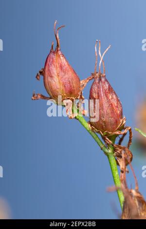 Johanniskraut, Frucht, Früchte, Tüpfel-Johanniskraut, Echtes Johanniskraut, Durchlöchertes Johanniskraut, Tüpfeljohanniskraut, Tüpfel-Harteu, Harteu Stockfoto