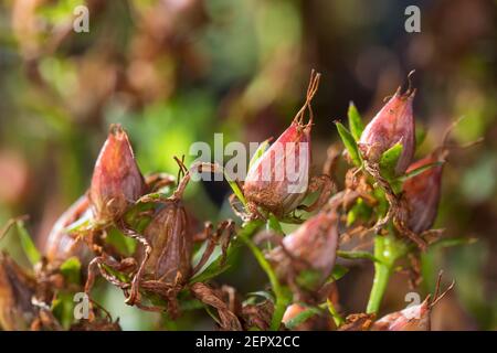 Johanniskraut, Frucht, Früchte, Tüpfel-Johanniskraut, Echtes Johanniskraut, Durchlöchertes Johanniskraut, Tüpfeljohanniskraut, Tüpfel-Harteu, Harteu Stockfoto