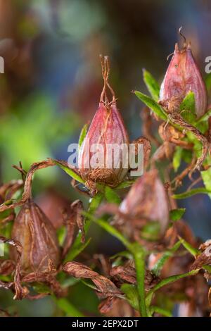 Johanniskraut, Frucht, Früchte, Tüpfel-Johanniskraut, Echtes Johanniskraut, Durchlöchertes Johanniskraut, Tüpfeljohanniskraut, Tüpfel-Harteu, Harteu Stockfoto