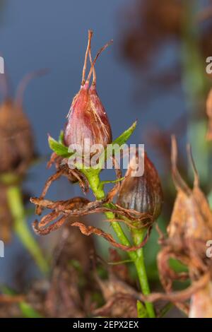 Johanniskraut, Frucht, Früchte, Tüpfel-Johanniskraut, Echtes Johanniskraut, Durchlöchertes Johanniskraut, Tüpfeljohanniskraut, Tüpfel-Harteu, Harteu Stockfoto