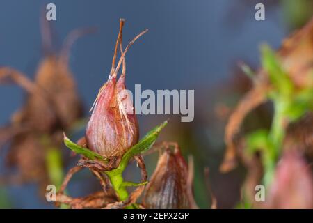 Johanniskraut, Frucht, Früchte, Tüpfel-Johanniskraut, Echtes Johanniskraut, Durchlöchertes Johanniskraut, Tüpfeljohanniskraut, Tüpfel-Harteu, Harteu Stockfoto