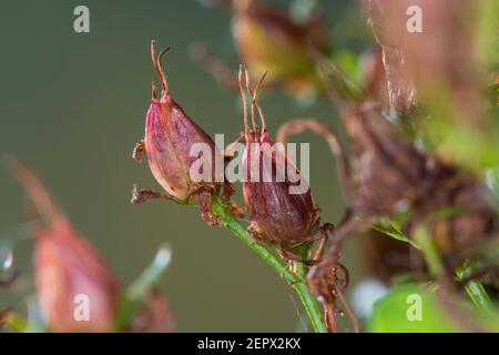 Johanniskraut, Frucht, Früchte, Tüpfel-Johanniskraut, Echtes Johanniskraut, Durchlöchertes Johanniskraut, Tüpfeljohanniskraut, Tüpfel-Harteu, Harteu Stockfoto