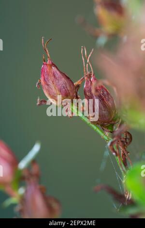 Johanniskraut, Frucht, Früchte, Tüpfel-Johanniskraut, Echtes Johanniskraut, Durchlöchertes Johanniskraut, Tüpfeljohanniskraut, Tüpfel-Harteu, Harteu Stockfoto