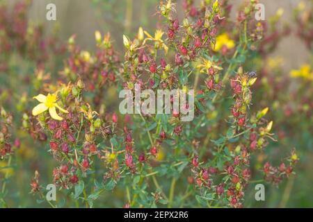 Johanniskraut, Frucht, Früchte, Tüpfel-Johanniskraut, Echtes Johanniskraut, Durchlöchertes Johanniskraut, Tüpfeljohanniskraut, Tüpfel-Harteu, Harteu Stockfoto