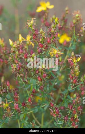 Johanniskraut, Frucht, Früchte, Tüpfel-Johanniskraut, Echtes Johanniskraut, Durchlöchertes Johanniskraut, Tüpfeljohanniskraut, Tüpfel-Harteu, Harteu Stockfoto