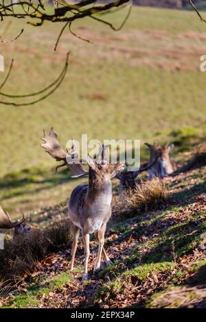 Ein erwachsenes Männchen (Buck) Damwild (Dama dama) mit Palmatengeweih im Petworth Park, Petworth, West Sussex, steht an einem warmen Tag in der Wintersonne Stockfoto