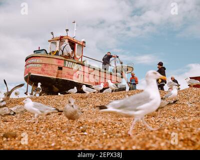 Hastings Land Based Fishing Fleet - Krabbenfischer landen Fang Anziehende Möwen der Stade Kiesstrand Hastings Old Town, East Sussex England Großbritannien Stockfoto