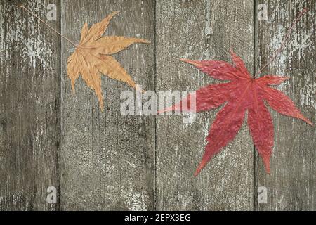 Trockener Herbst Japanischer Ahornblätter auf grau-braunem verwittertem Holz Hintergrund Stockfoto