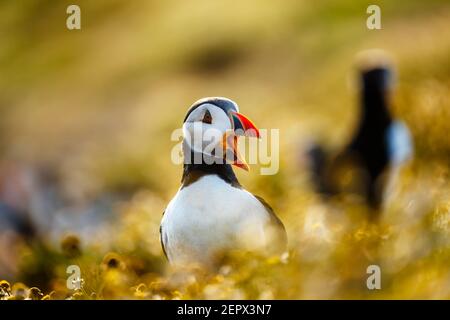 Atlantischer Papageientaucher (Fraterkula arctica) mit offenem Schnabel auf Skomer, einer Naturschutzinsel vor der Westküste von Wales in Pembrokeshire Stockfoto