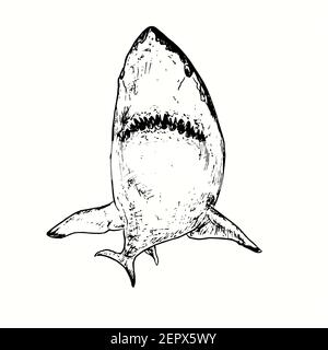 Großer weißer Hai Carcharodon carcharias Ansicht von unten. Tusche schwarz-weiß Doodle Zeichnung in Holzschnitt skizzieren Stil. Stockfoto