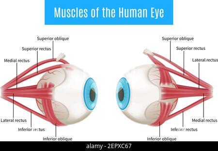 Augenanatomie 3D Diagramm Infografiken Layout zeigt menschliche Augen Muskeln In der Seitenansicht mit Beschriftung Vektorgrafik Stock Vektor