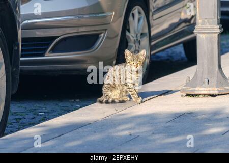 Obdachlose kleine Straßenkatze unter den Autos, die auf die Kamera schauen. Stockfoto