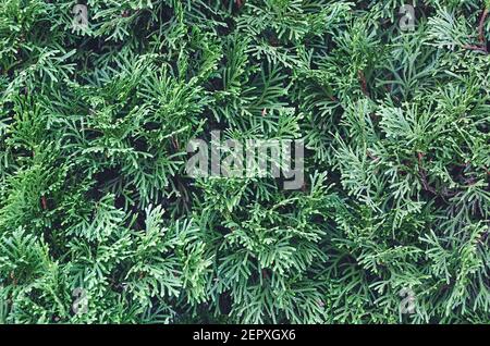 Texturierter Hintergrund von Nadelbäumen Thuja Zweige. Hinterlässt Baum nahtlose Textur. Stockfoto