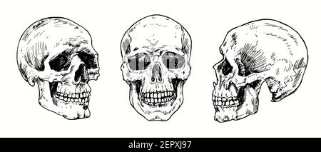 Skull Set Kollektion. Tinte schwarz-weiß Zeichnung. Stockfoto