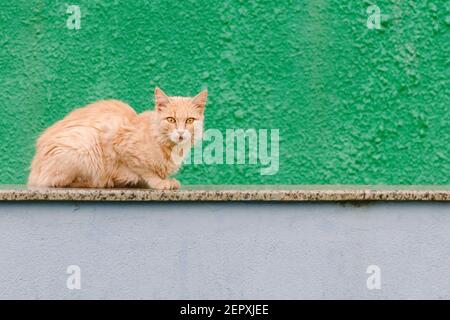 Rote Katze liegt am grünen Zaun. Obdachlose Katze auf hellem Hintergrund. Stockfoto