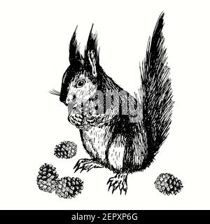 Handgezogenes Eichhörnchen mit Kiefernzapfen. Tusche schwarz-weiß Zeichnung Illustration Stockfoto