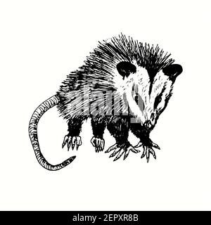 Handgezogener Virginia opossum (Didelphisvirginiana), allgemein bekannt als nordamerikanischer Opossum. Tusche schwarz-weiß Zeichnung Illustration Stockfoto