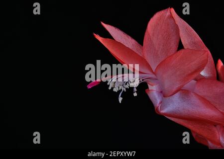 Schlumbergera Weihnachtskaktus Stockfoto