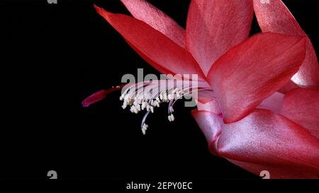 Schlumbergera Weihnachtskaktus Stockfoto