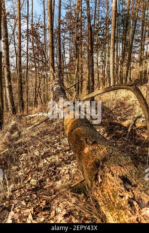 Tote Eiche, faul, fiel in den Wald. Entwurzelter Baum. Forstwirtschaft. Stockfoto