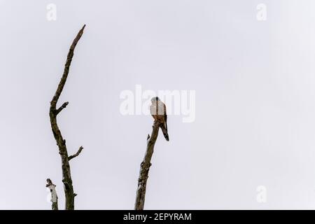 Gewöhnlicher Turmfalken (Falco tinnunculus), der im Winter auf einem Baum auf Beute aufwacht, Hessen, deutschland Stockfoto