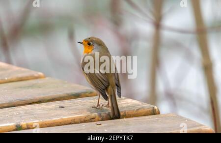 Nahaufnahme des Rotbarschvogels (Erithacus rubecula) im Winter, Tierwelt, hessen, deutschland Stockfoto